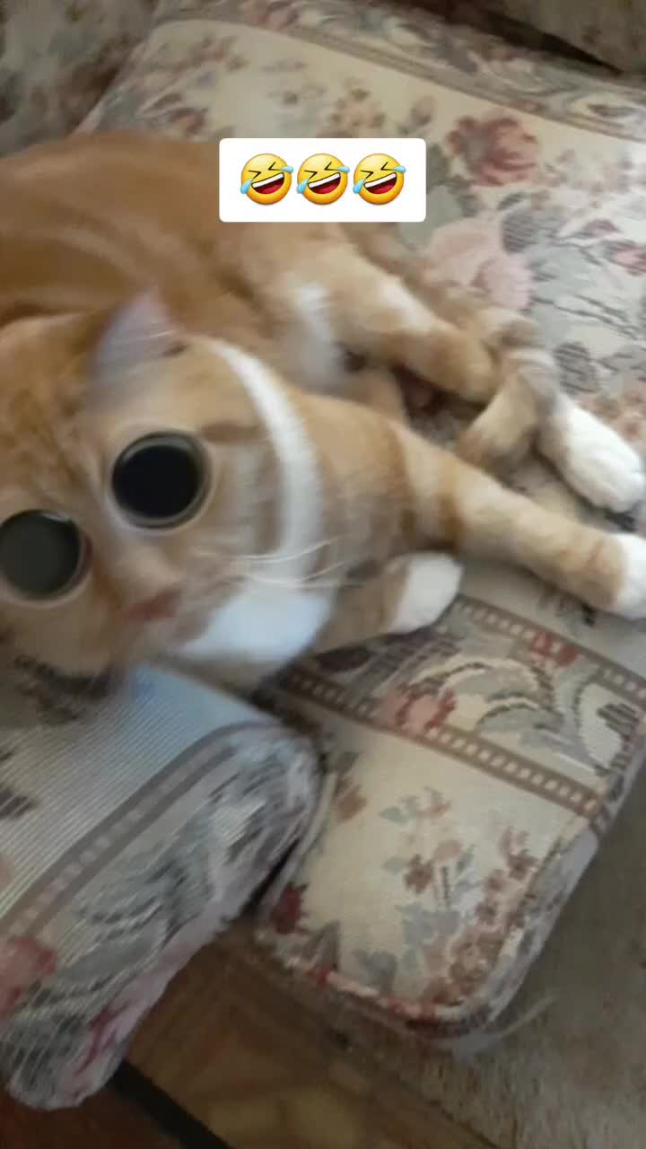 @nepheon this cat filter actually works! #cats #fyp #foryoupage #viral #kittens …